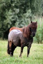 Twee lieve shetlanders te koop, Dieren en Toebehoren, Met stamboom, Minder dan 160 cm, 3 tot 6 jaar, Onbeleerd
