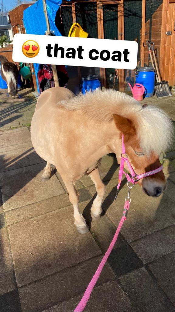 Verzorger/ruitertje gezocht voor lieve shetlander, Dieren en Toebehoren, Paarden en Pony's | Verzorgingsproducten, Nieuw, Ophalen of Verzenden