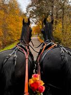 Verzorgster/ bijrijder/ groom/ stalhulp gezocht!, Ophalen of Verzenden