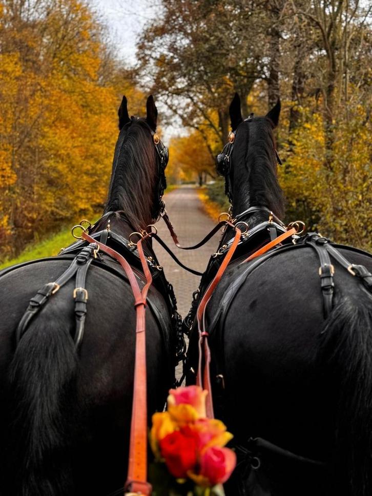Verzorgster/ bijrijder/ groom/ stalhulp gezocht!, Dieren en Toebehoren, Paarden en Pony's | Overige Paardenspullen, Ophalen of Verzenden