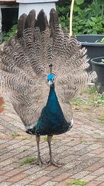 Jonge pauwen hanen, Dieren en Toebehoren, Pluimvee, Meerdere dieren, Overige soorten
