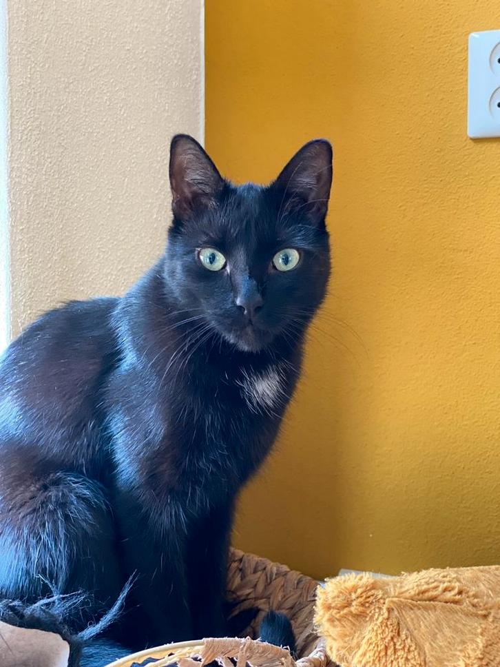 Herplaatsing Kater Rocky 5,5 jaar, Dieren en Toebehoren, Katten en Kittens | Overige Katten, Kortharig, Kater, 3 tot 5 jaar