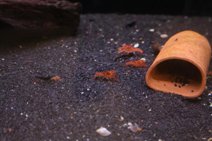 CPO kreeft -  Prijs: €9,99 per stuk, Dieren en Toebehoren, Vissen | Aquariumvissen, Zoetwatervis, Vis