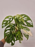 Monstera Adansonii Variegata, Ophalen of Verzenden, Halfschaduw, Minder dan 100 cm