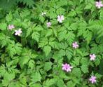 Robertskruid Geranium robertianum zie kranten artikel, Ophalen of Verzenden, Zomer