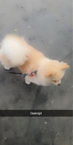 Pomeriaan, Particulier, Reu, Buitenland, Eén hond