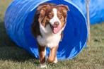 Agility Tunnel Training Hondensport Hondentraining Honden, Dieren en Toebehoren, Ophalen of Verzenden, Nieuw