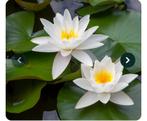 Waterlelie gevraagd. Mag ook een stekje zijn, Tuin en Terras, Planten | Tuinplanten, Ophalen of Verzenden, Zomer, Volle zon