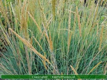 Fakkelgras, Koeleria glauca.Siergras in pot. beschikbaar voor biedingen