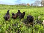 Barnevelder krielkippen bruin gezoomd hen gesekst + ingeënt, Dieren en Toebehoren, Pluimvee, Vrouwelijk, Kip
