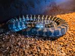 Morelia Spilota, Dieren en Toebehoren, Reptielen en Amfibieën, Slang