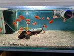 Hemichromis Exsul Cichliden, Dieren en Toebehoren, Vis, Zoetwatervis