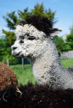 Grijze alpaca hengst, Dieren en Toebehoren, Overige Dieren, Juli, Mannelijk