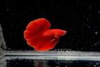 Betta Halfmoon Super Red, Vis