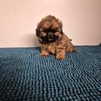 prachtige raszuivere kleinblijvende shih tzu pups, Overige rassen, 8 tot 15 weken, Meerdere, Meerdere dieren
