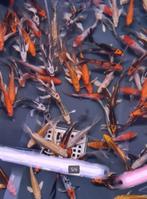 Import HQ Butterfly koi / Vlinderkoi 12 / 14 cm Koidreams