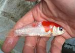 2 vuurrode koi, 10 cm doitsu en 18 cm helemaal rood!, Karper of Koi