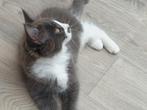 Mooie maine coon kitten poesje, Poes, Gechipt, 0 tot 2 jaar