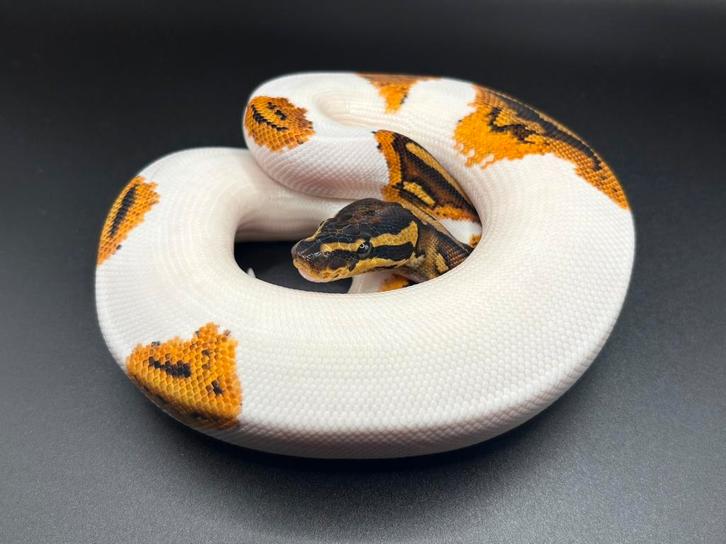 1.0 Yellowbelly Pied ball python regius te koop