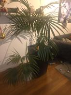 bloemen en planten, potten 15 e, Tuin en Terras, Planten | Tuinplanten, Ophalen of Verzenden, Vaste plant, Klimplanten, Halfschaduw