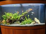 Juwel vision 260 met kast en greenline filter, Dieren en Toebehoren, Ophalen, Gevuld zoetwateraquarium