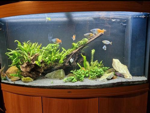 Juwel vision 260 met kast en greenline filter, Dieren en Toebehoren, Vissen | Aquaria en Toebehoren, Gevuld zoetwateraquarium