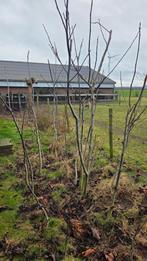 Walnoten boom, Ophalen of Verzenden, Volle zon, Overige soorten