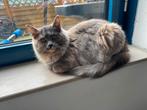 Noorse boskat, Dieren en Toebehoren, Poes