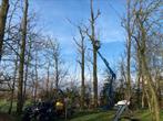 Snoeien, vellen, onderhouden bomen. ( professioneel ), Ophalen of Verzenden