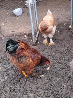 Jonge haan, Dieren en Toebehoren, Mannelijk, Kip