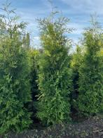 Mooie haagconiferen thuja Brabant 80 cm tot 300 cm, Ophalen, Conifeer