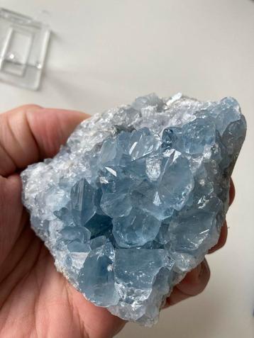 Celestien beschikbaar voor biedingen