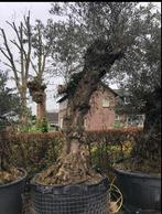 ❗️Actie️️️❗️ Tekoop olijfboom Olea europea, Ophalen of Verzenden, Olijfboom, Zomer, 400 cm of meer