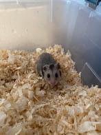 Baby Syrische hamsters, Dieren en Toebehoren, Hamster, Geslacht onbekend, Tam, September