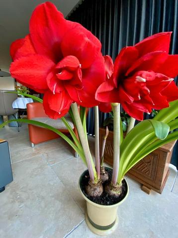 Amaryllis dubbel. beschikbaar voor biedingen