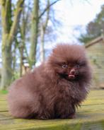Zeer unieke pomeriaan pup, Dieren en Toebehoren, Particulier, 15 weken tot 1 jaar, Reu, Buitenland
