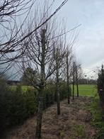 Carpinus betulus zware beukenbomen, Tuin en Terras, Planten | Bomen, Ophalen of Verzenden, Volle zon, Leiboom, 400 cm of meer