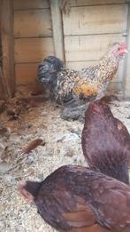 Mooie haan met 4 hennen., Dieren en Toebehoren, Pluimvee, Meerdere dieren, Kip