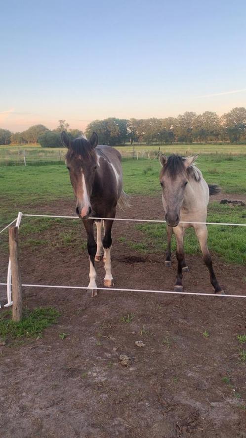 Verzorger gezocht!, Dieren en Toebehoren, Stalling en Weidegang