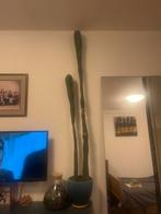 Grote cactus van 1.40m met geglazuurde blauwe pot en schaal, Ophalen, Cactus, Volle zon, 100 tot 150 cm
