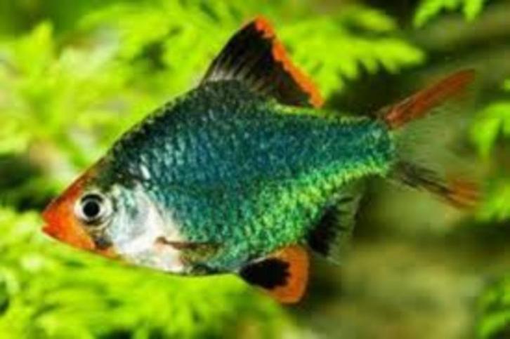 Sumatraan groen bij Koidreams in Valburg, Dieren en Toebehoren, Vissen | Aquariumvissen, Zoetwatervis, Vis