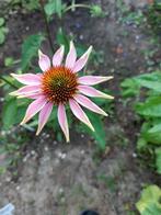 Echinacea Green Envy, Tuin en Terras, Ophalen of Verzenden, Gehele jaar, Volle zon, Zaad