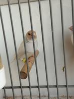 Gouldamadina koppel, Meerdere dieren