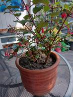 Terracotta pot, Ophalen, Gebruikt, Rond