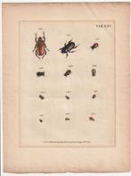 Catalogus systematicus coleopterorum Voet Kleemann tab. XXI, Verzenden