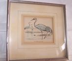 Handgekleurde Litho uit 1863-De gewone Kraanvogel. Izgs., Ophalen of Verzenden