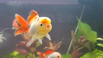 Oranda goudvis beschikbaar voor biedingen
