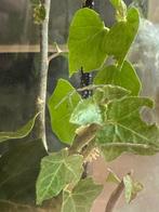 Nimfjes en eitjes Indische wandelende tak PSG 1, Dieren en Toebehoren, Insecten en Spinnen, Wandelende tak