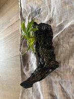 Kien hout met varen, Ophalen, Zo goed als nieuw, Plant(en), Steen of Hout