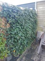 Hedera haag 180x240cm, Tuin en Terras, Planten | Struiken en Hagen, Overige soorten, Haag, Ophalen, 100 tot 250 cm